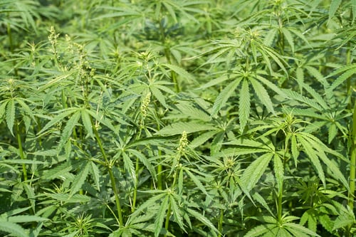 Preview: Lush green cannabis plants in cultivated field with dense foliage and flowering