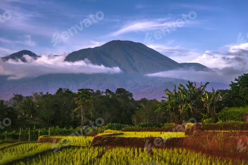 Preview: Beautiful morning view indonesia Panorama Landscape paddy fields with beauty color