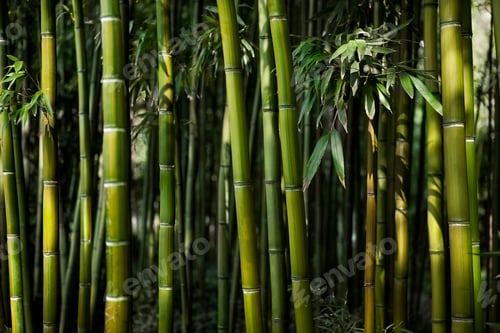 Preview: Chinese vegetation background