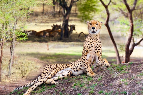 Preview: Cheetah