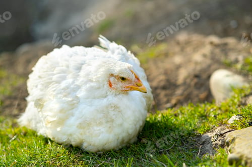 Preview: Hen feed on traditional rural barnyard. Close up of white chicken sitting on barn yard with green