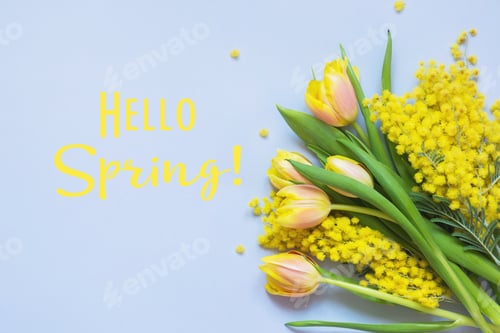 Preview: Spring floral border of yellow tulips, mimosa. Top view.