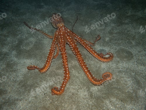 Preview: Octopus on a sandy sea bed