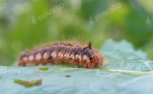Preview: Caterpillar zoomed in