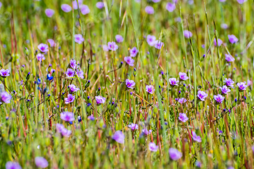 Preview: Filaree (Erodium) wildflowers