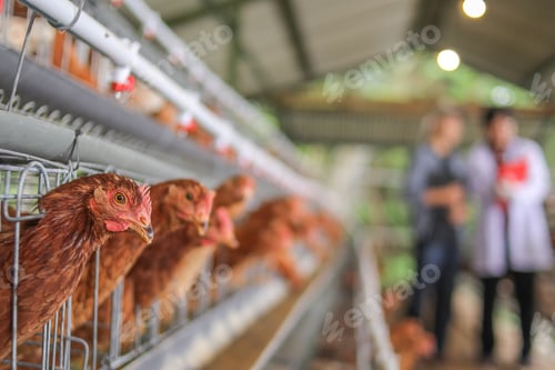 Preview: Lively Brown Hens in Cages on Poultry Farm With Farmers in Background