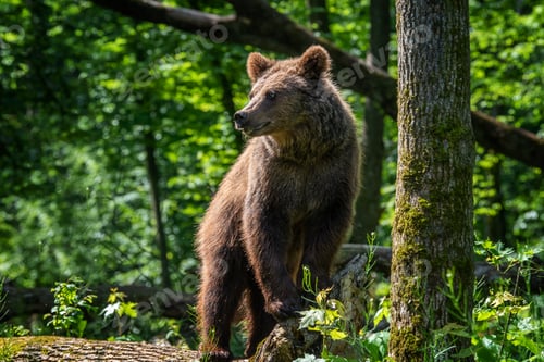 Preview: Wild Brown Bear in the summer forest. Animal in natural habitat. Wildlife scene