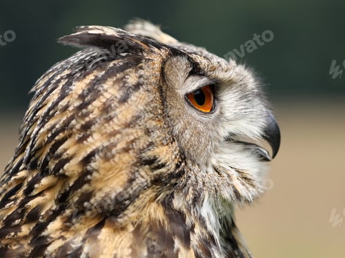 Preview: Eurasian eagle-owl