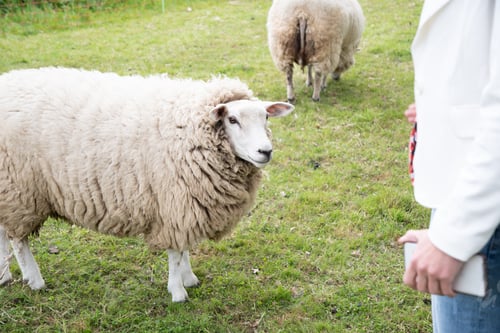 Preview: one fat white sheep with thick white wool stands on green grass, a four-legged