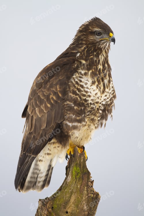 Preview: Common buzzard sitting on tree in wintertime nature