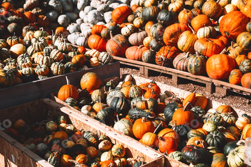Preview: Colorful pumpkins and squashes in different varieties. Background