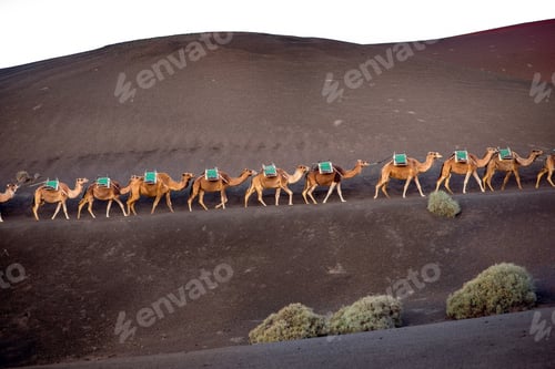 Preview: Camels caravan walking on Lanzarote island