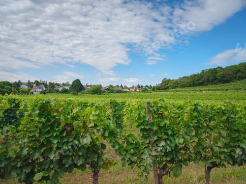 Preview: summer trip around Vienna, Austria