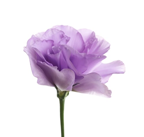 Preview: Beautiful Eustoma flower on white background