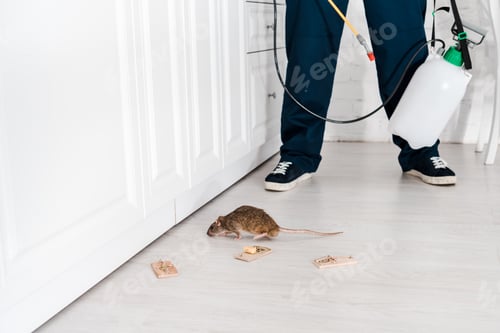 Preview: cropped view of exterminator standing near mousetraps and rat