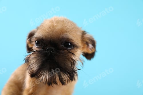 Preview: Studio portrait of funny Brussels Griffon dog on color background. Space for text