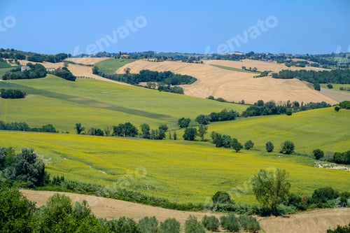 Preview: Summer landscape in Marches (Italy) near Belvedere Ostrense
