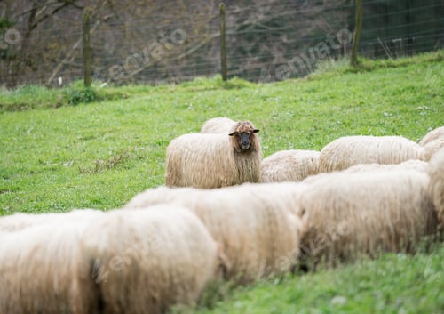 Preview: Flock of sheep grazing in green pasture with one standing out