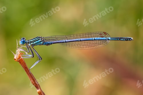Preview: Dragonfly on a plant.