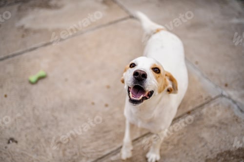 Preview: Happy playful dog enjoying a sunny afternoon outdoors