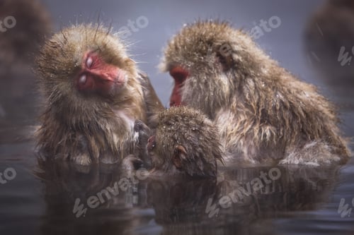 Preview: Three Japanese Macaque, Snow Monkey, Macaca fuscata, bathing in hot spring.