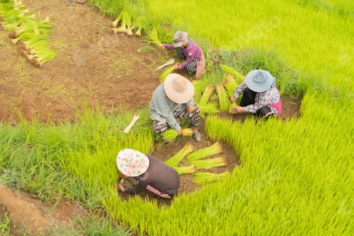 Preview: Fresh paddy rice, green agricultural field in countryside or rural area in Asia. Nature landscape.