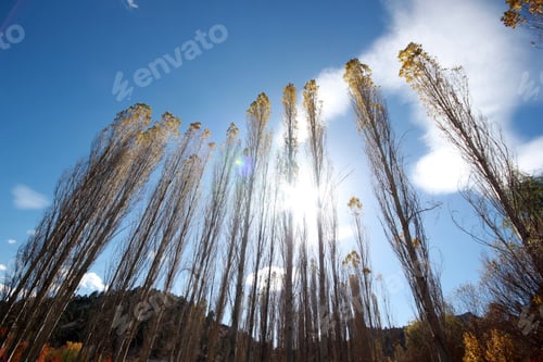 Preview: poplar trees towards the sky