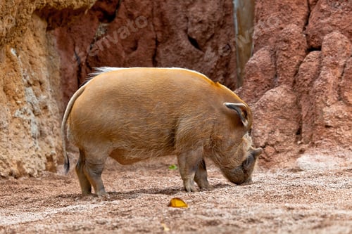 Preview: Red River Hog, Potamochoerus porcus pictus