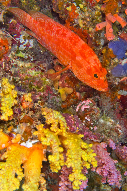 Preview: Orange Rock Cod, South Ari Atoll, Maldives