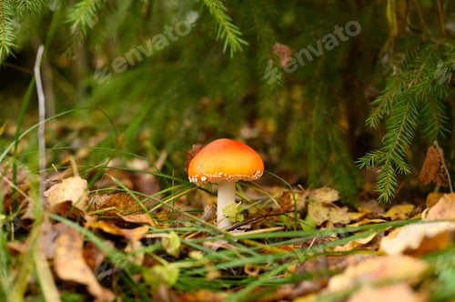 Preview: mushroom fly agaric in grass on autumn forest background. toxic and hallucinogen poisonous fungus