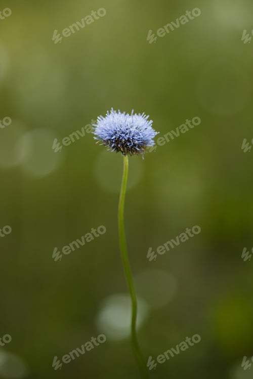 Preview: Serene Botanical Image With Clarity. Clear Depiction Of Lone Blue Bloom In Soft Focus