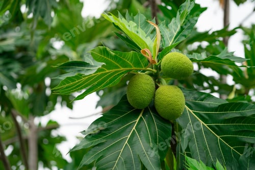 Preview: Breadfruit on breadfruit tree with green leaves in the garden. Tropical tree with thick leaves