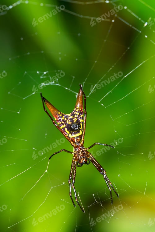 Preview: Spider, Marino Ballena National Park