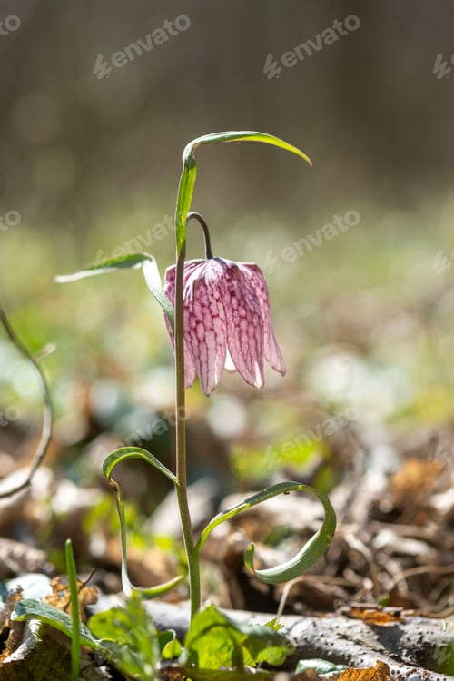 Preview: Hello Spring