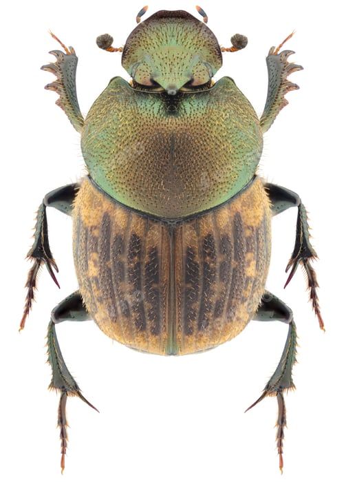 Preview: Onthophagus coenobita