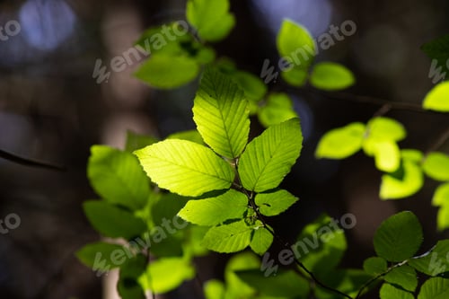 Preview: bright green leaves summer nature background