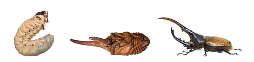 Preview: Nymph, larva and adulte of a male Hercules beetle, Dynastes hercules, studio shot