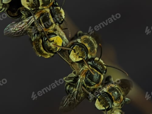 Preview: A group of stingless bees resting on a tree branch.