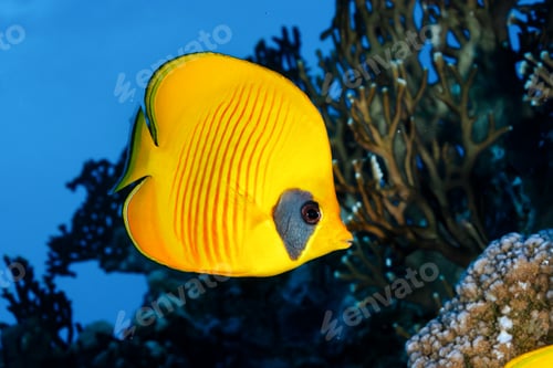 Preview: Golden Butterflyfish in the Magical Underwater World of the Red Sea