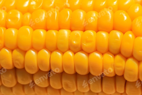 Preview: Yellow sweet corn background. Close up. Copy space.
