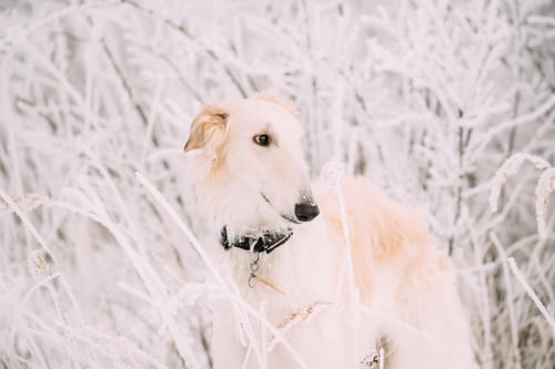 Preview: Russian Wolfhound Hunting Sighthound Russkaya Psovaya Borzaya Dog During Hare-hunting At Winter Day