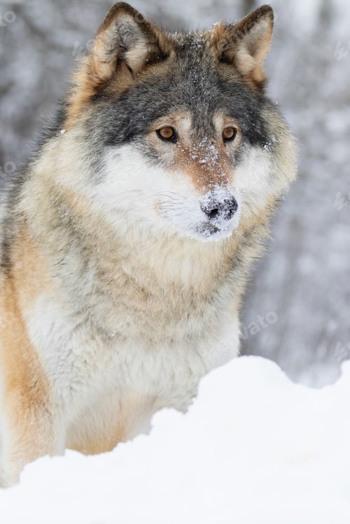 Preview: Close-up of wolf standing in beautiful and cold winter forest
