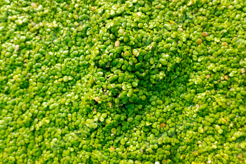 Preview: Macro of many green round leaves of aquatic plant, Lemnoideae, growing on the water of a stream.