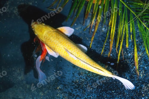 Preview: Yellow Koi Fish (Cyprinus carpio)