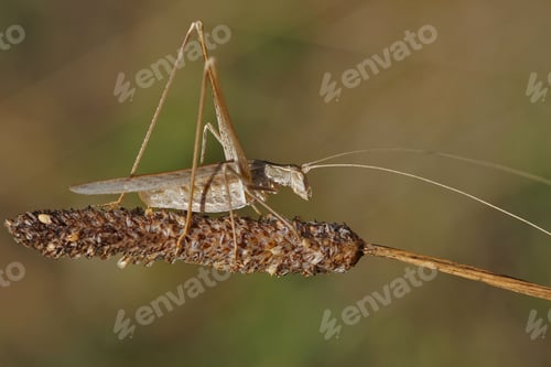 Preview: Closeup on brown French lily bush-cricket, Tylopsis lilifolia sitting on a straw of dried vegetation