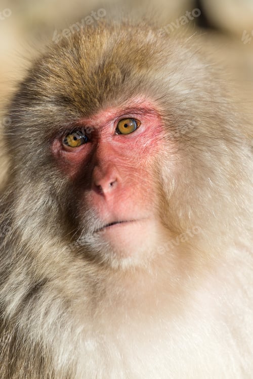 Preview: Monkey portrait