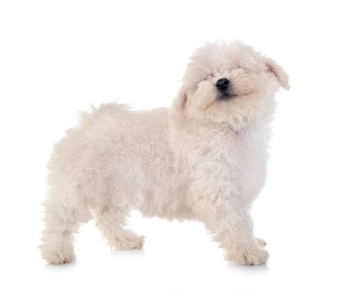 Preview: Bichon Frise in studio