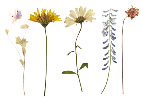 Preview: Dried and pressed flowers isolated on white, set