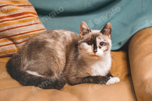 Preview: Cute fluffy colorpoint cat is sitting comfortably on sofa while curiously looking at the camera.