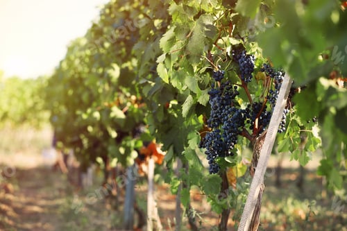 Preview: Fresh ripe juicy grapes growing in vineyard